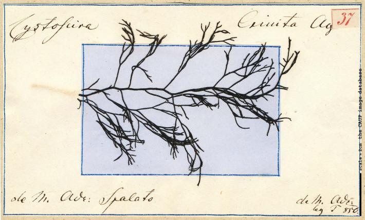Cystoseira crinita_37.jpg